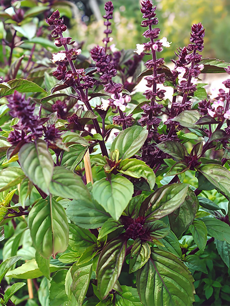 Licorice Basil