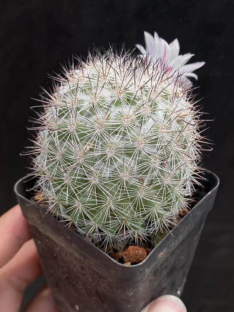 Mammillaria albicans