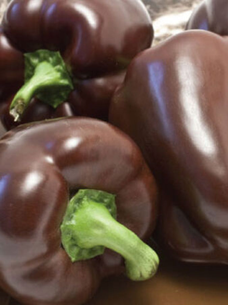 Coffee Fruit Sweet Pepper