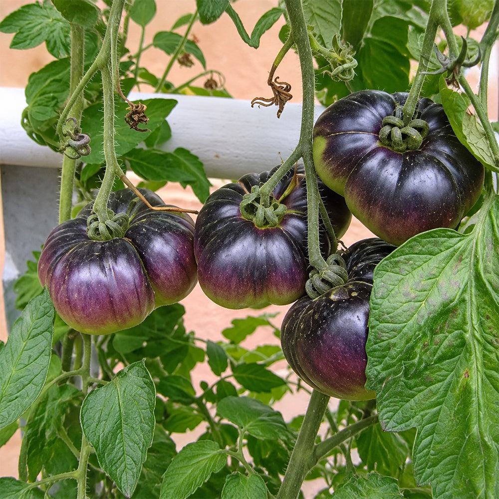 7 Azure Giant Tomato