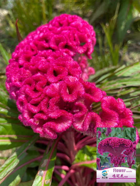 Hezhichun Purple Cockscomb