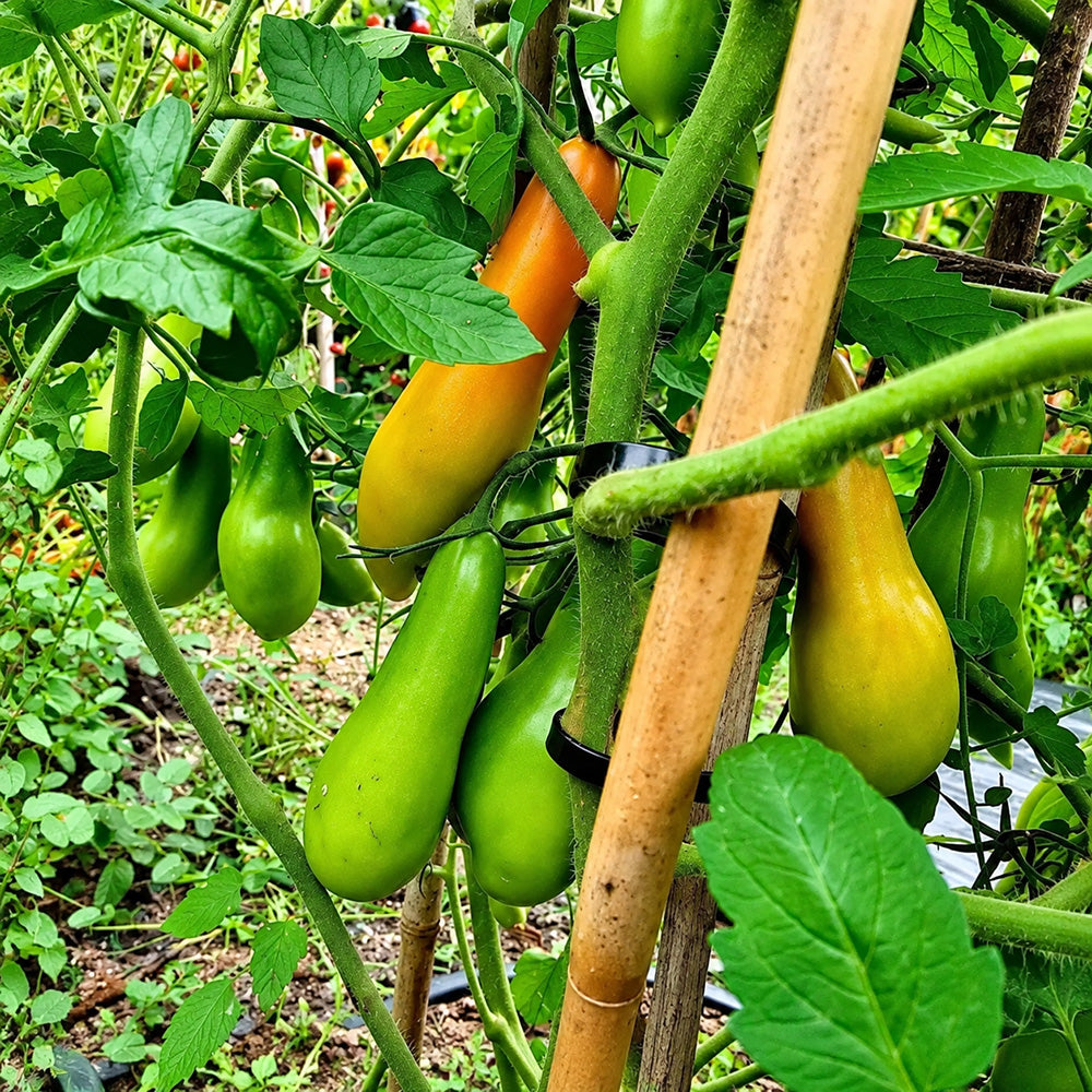 223 Royal Finger Tomato