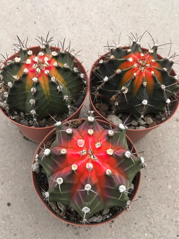 Gymnocalycium stenopleurum 'Artificial Variegated'