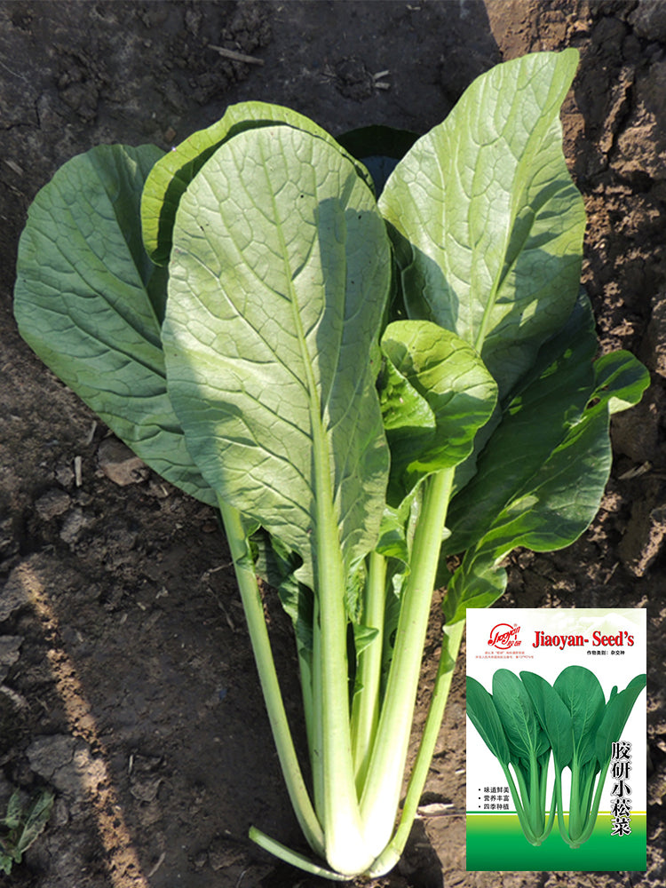 'Jiaoyan' Small Pak Choi