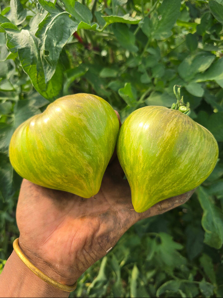 1023 Aliris Golden Heart Tomato