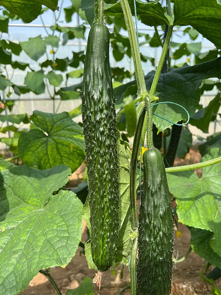 'Holland Spring-Autumn Shiny Pioneer' F1 Cucumbers