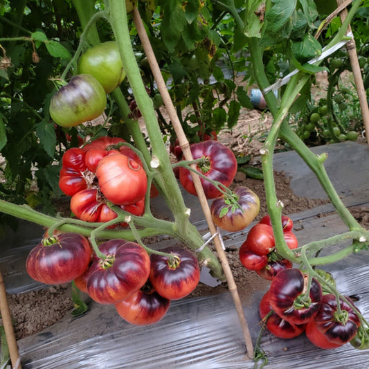 595 Blue Beauty Tomato