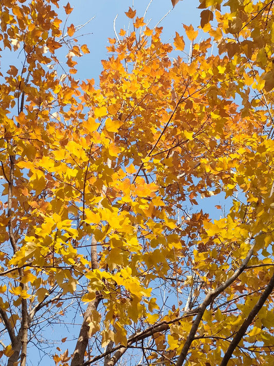 Trident Maple Tree