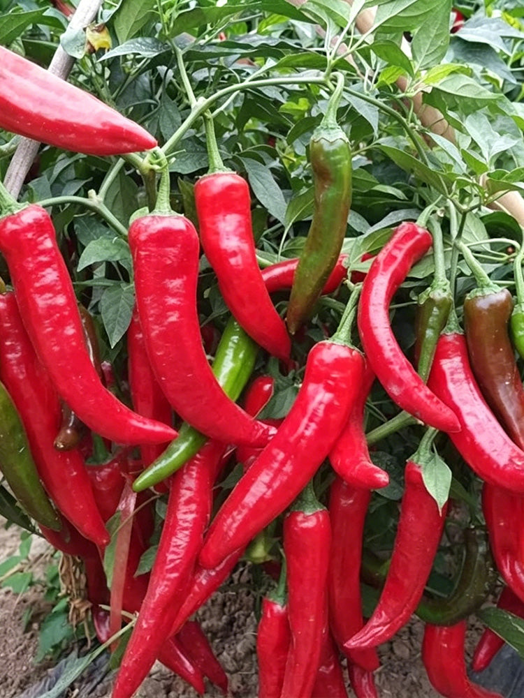 Extra Spicy 'La Mei Zi' Pepper