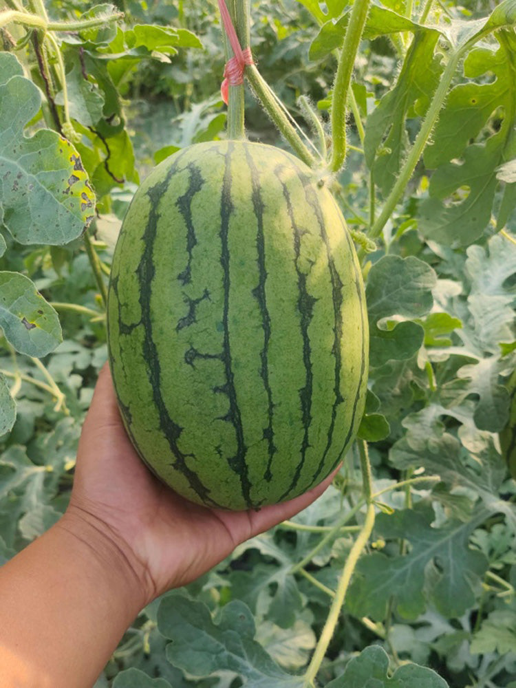 'Super Sweet 2K' Watermelon