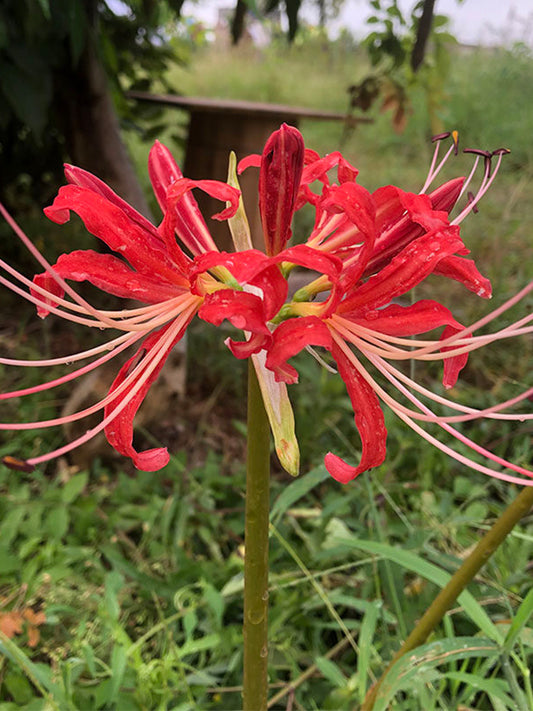 Hubei Lycoris