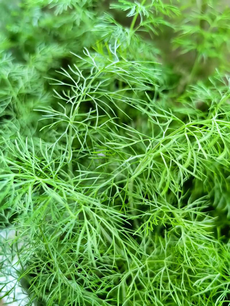 Small Leaf Fennel