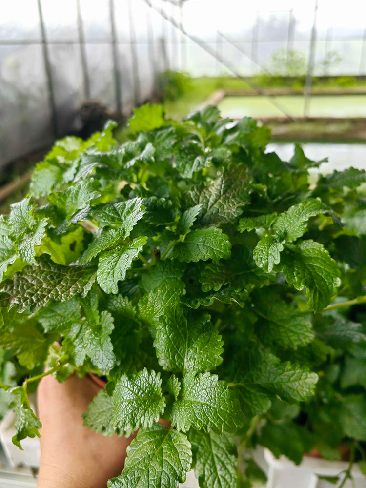Spearmint (Mentha spicata L.)