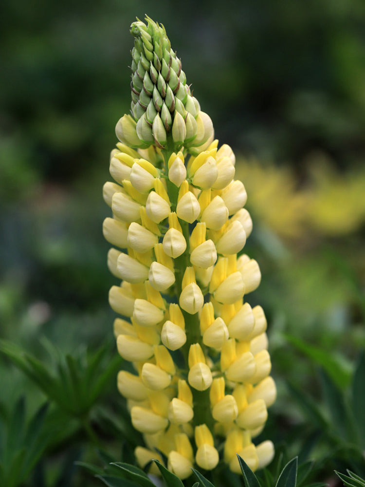 Yellow Lupin