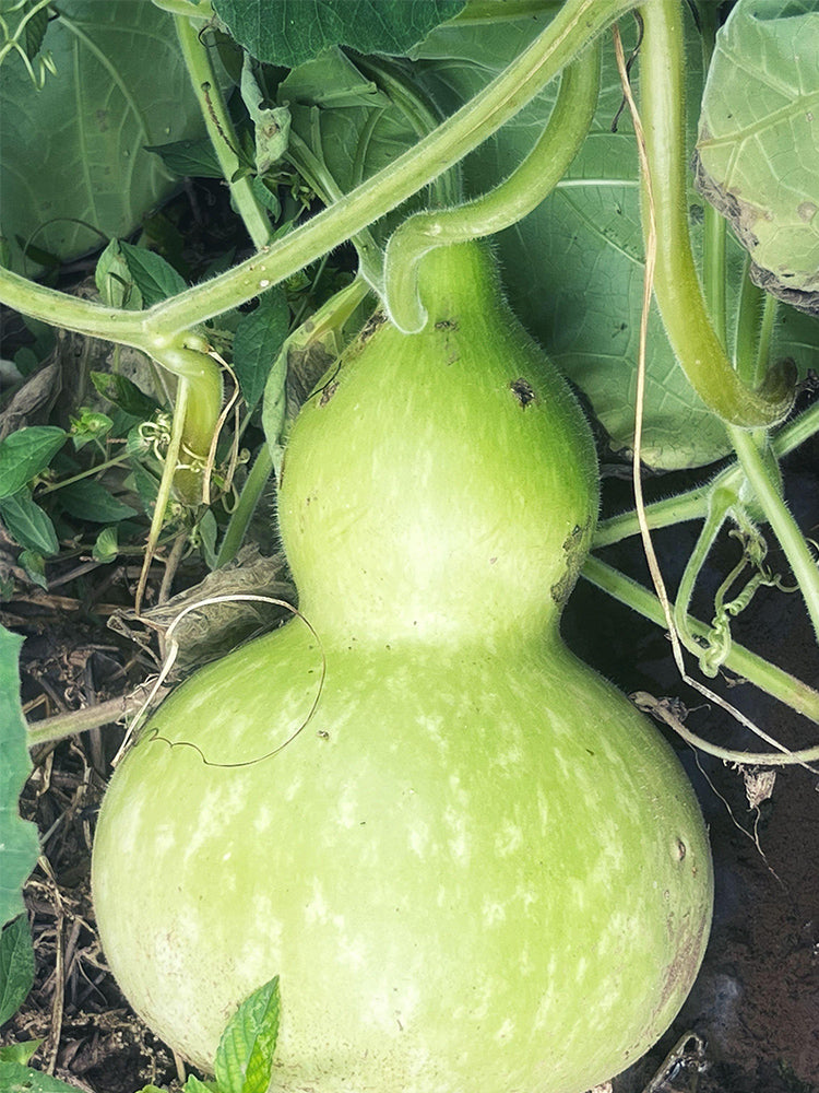 Hezhichun Giant Bottle Gourd