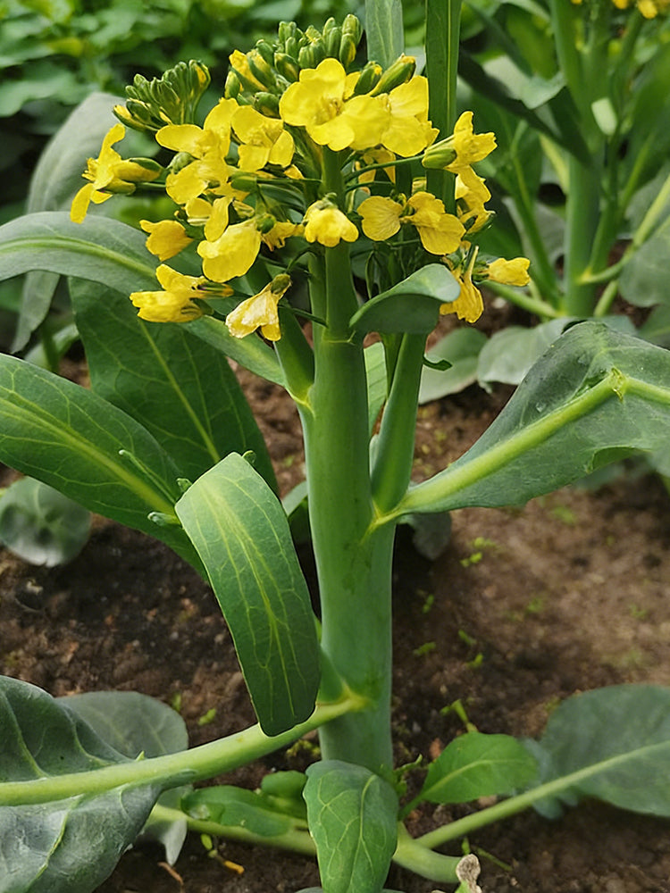 Nongyan Yellow-Flowered Chinese Kale