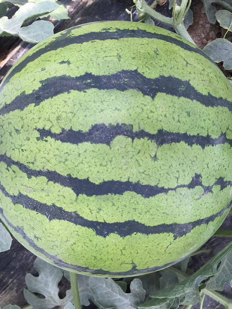 Rainbow No.1 Watermelon