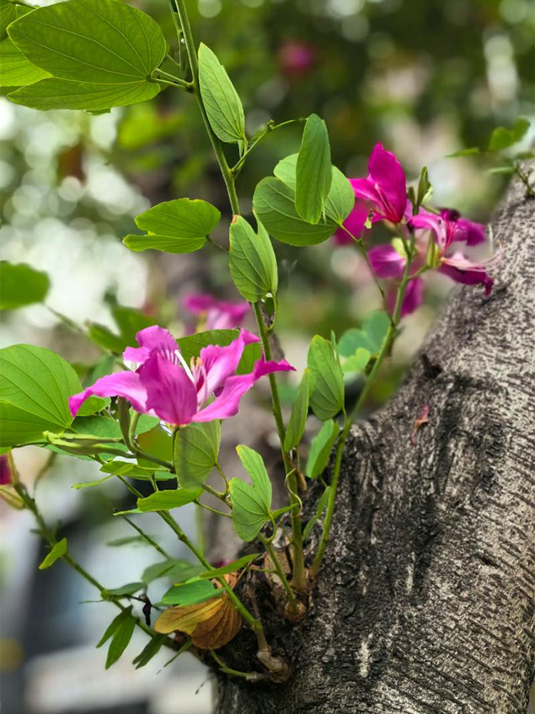 Bauhinia purpurea L.