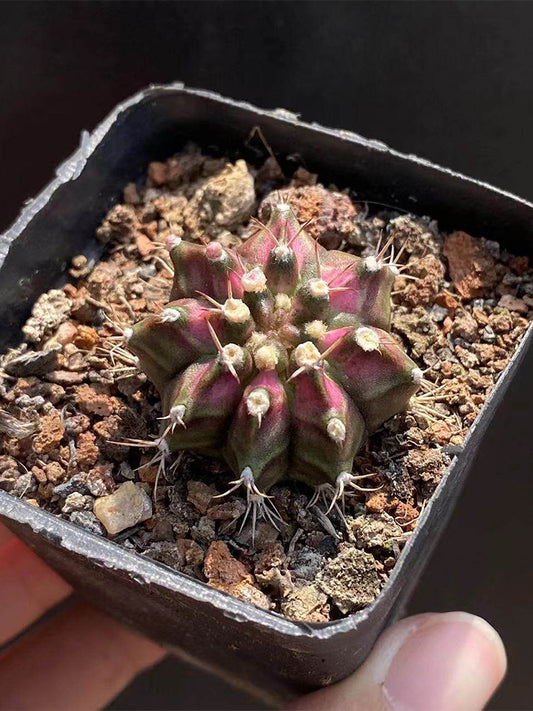Gymnocalycium mihanovichii 'T-lux' Hybrid