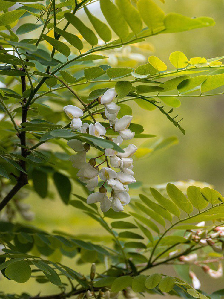 Black Locust