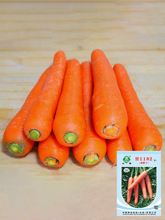 'H1182 F1' Carrot