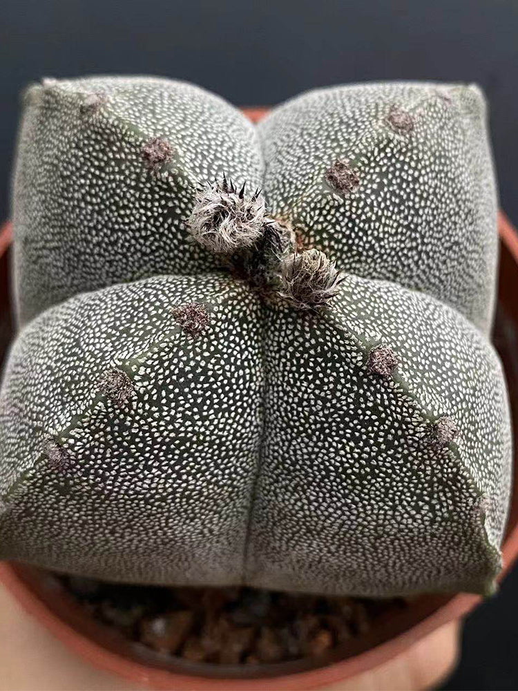 Astrophytum myriostigma quadricostatum