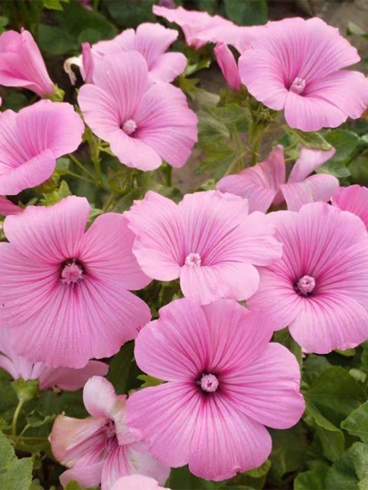 Hezhichun Rose Mallow