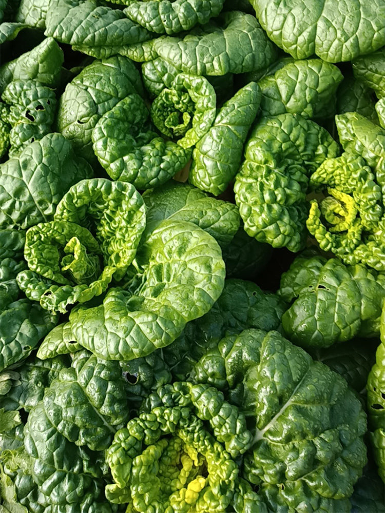 Yellow-Heart Wuta Cai