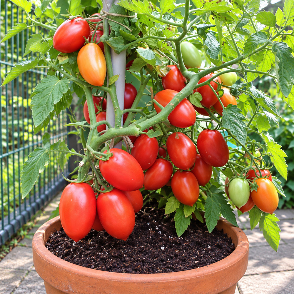381 Window Dwarf Tomato