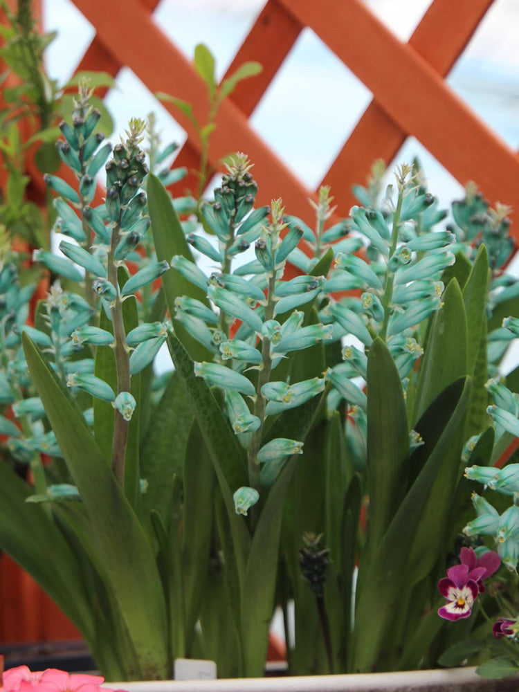 Lachenalia Viridiflora