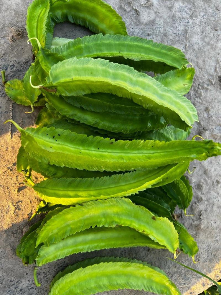 'Nongdianzan' Winged Bean