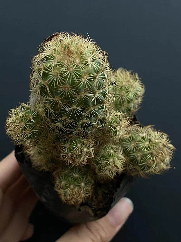 Mammillaria gracilis