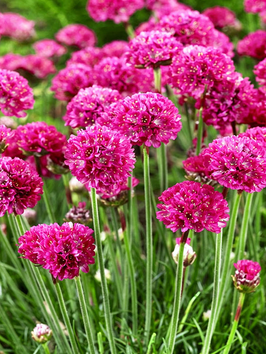 Sea Thrift Armeria Maritima