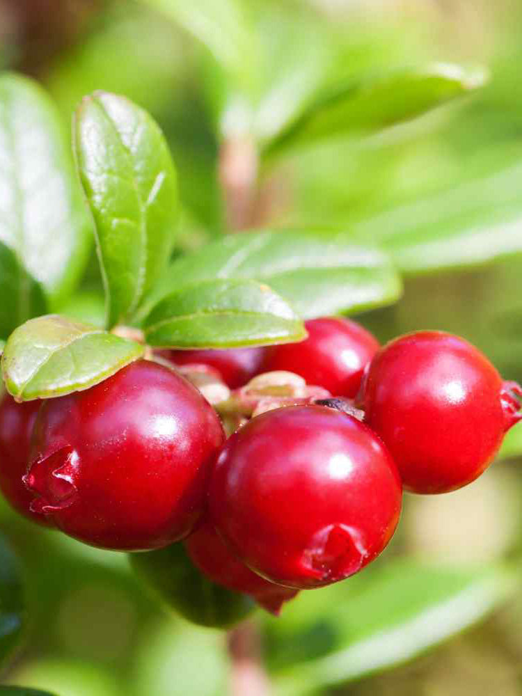 American Cranberry