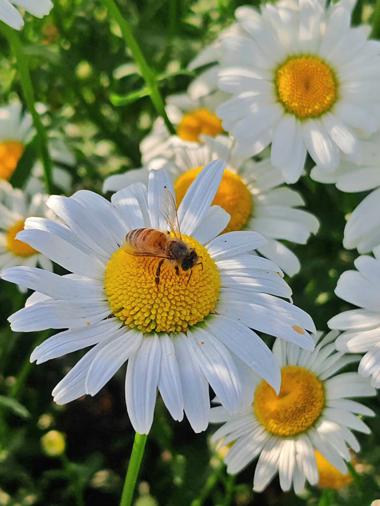 White Max Chrysanthemum