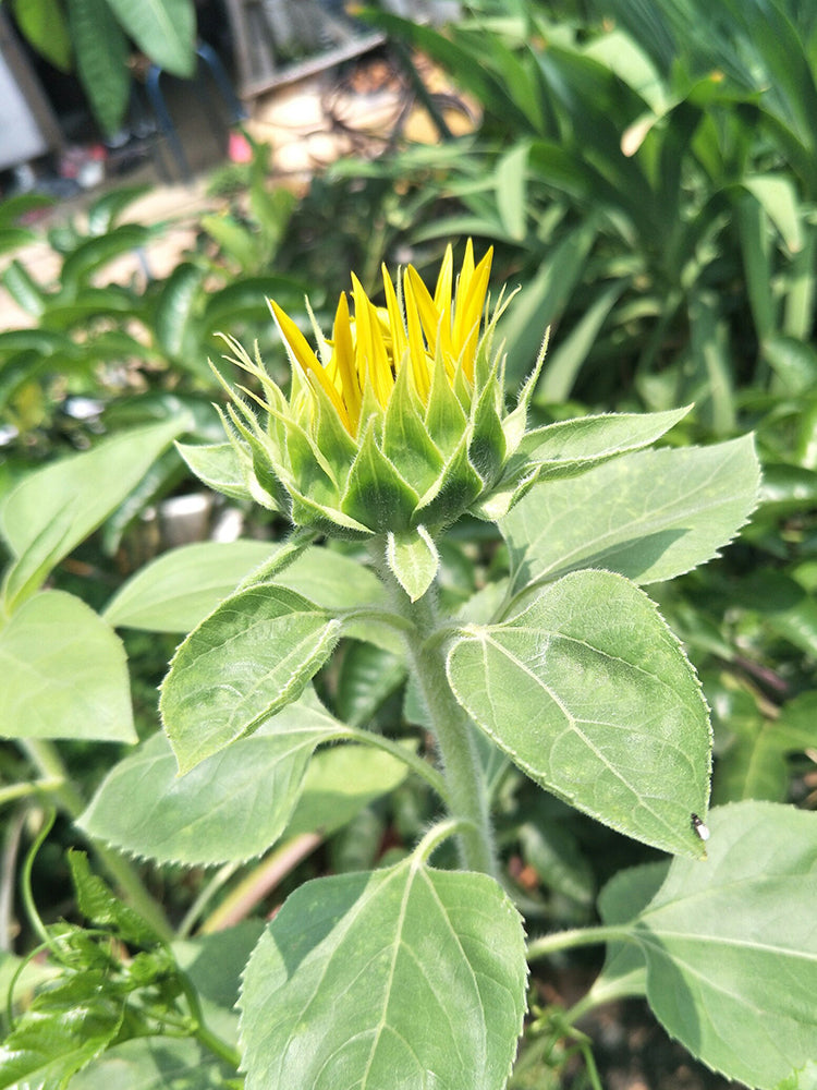 Dwarf Potted Sunflower