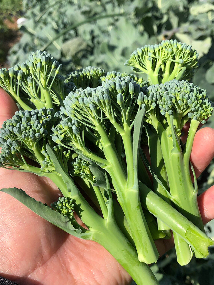 Haiwang Songqing Broccoli