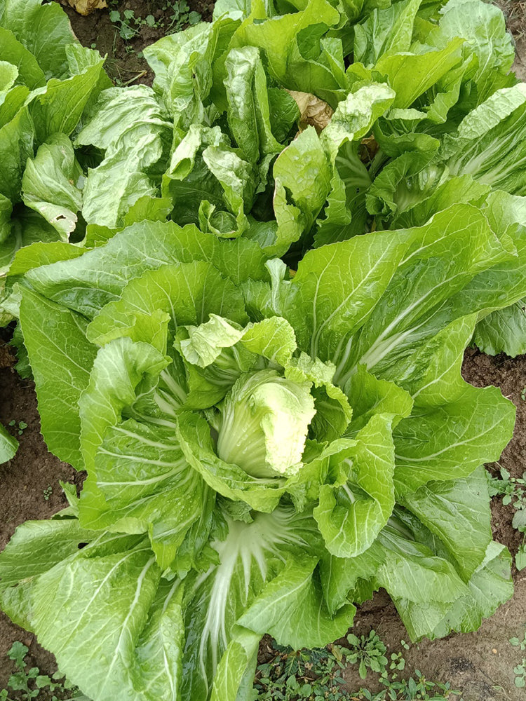 Jinlei Mustard Cabbage