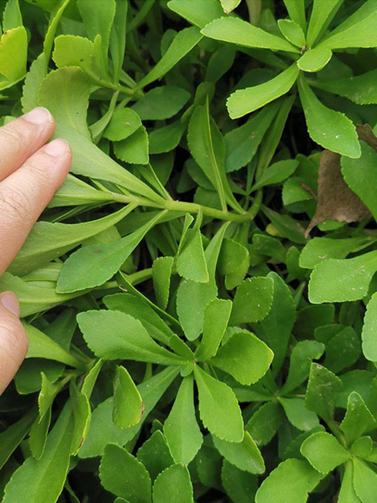 Heart-nourishing Vegetable