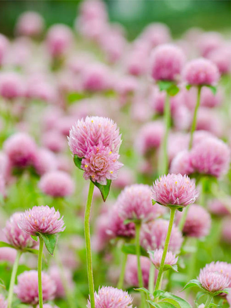 Hezhichun Pink Globe Amaranth