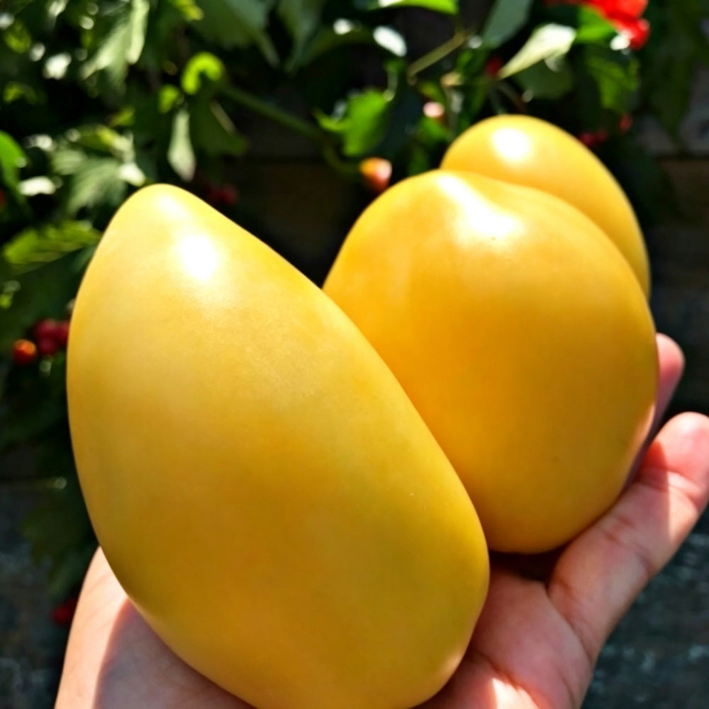 584 White Heart of Kiel Tomato
