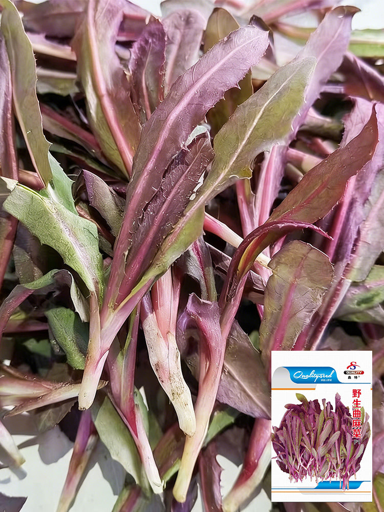 Xinte Wild Purple Qumai Chicory