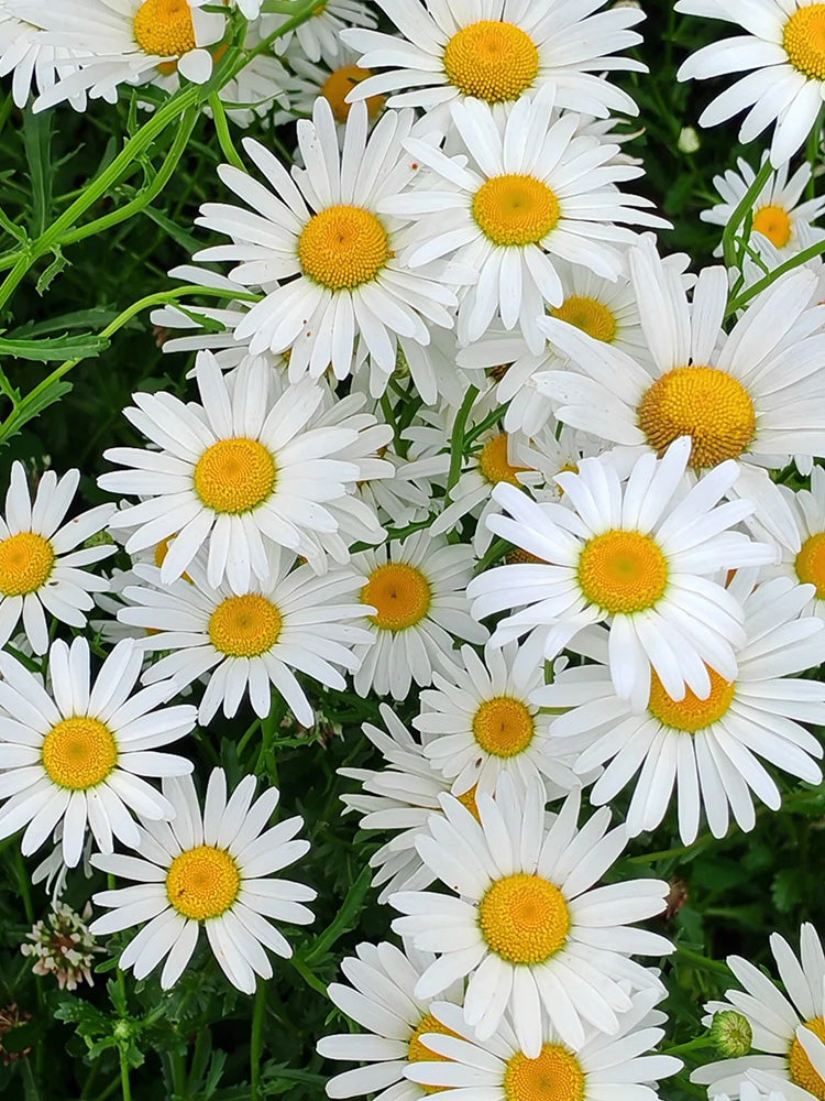 Shasta Daisy
