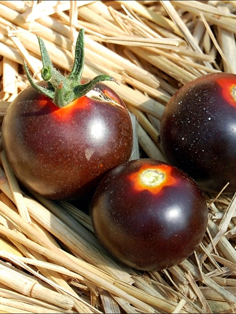 Clackamas Blueberry Indigo Tomato