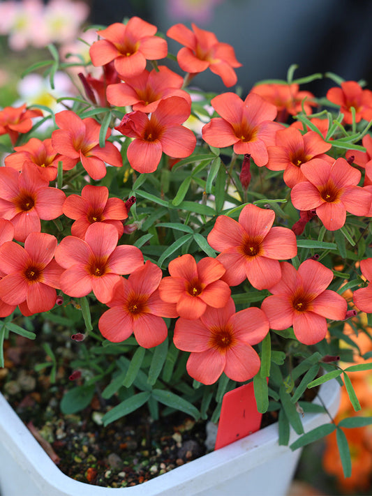 Oxalis 'Red Silk'