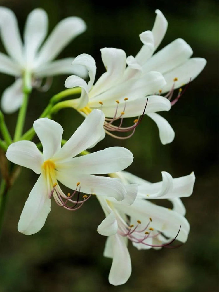 Long-Tube Lycoris