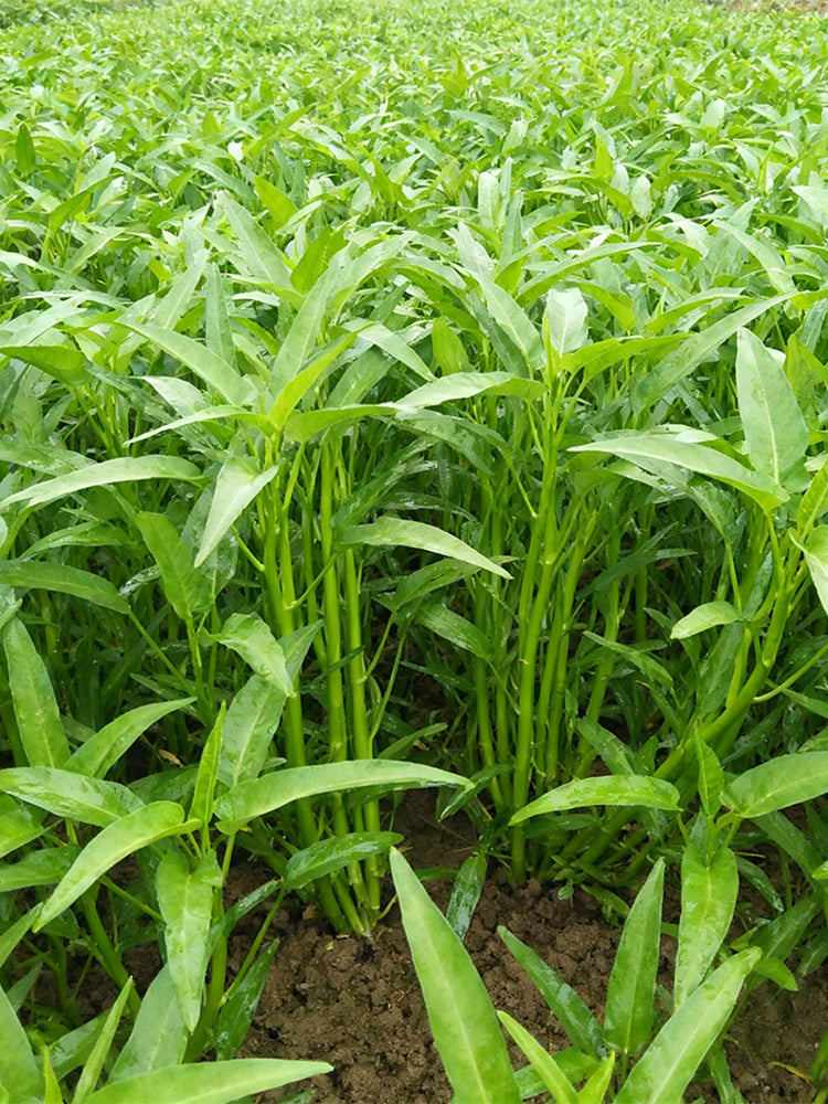 Willow Leaf Water Spinach