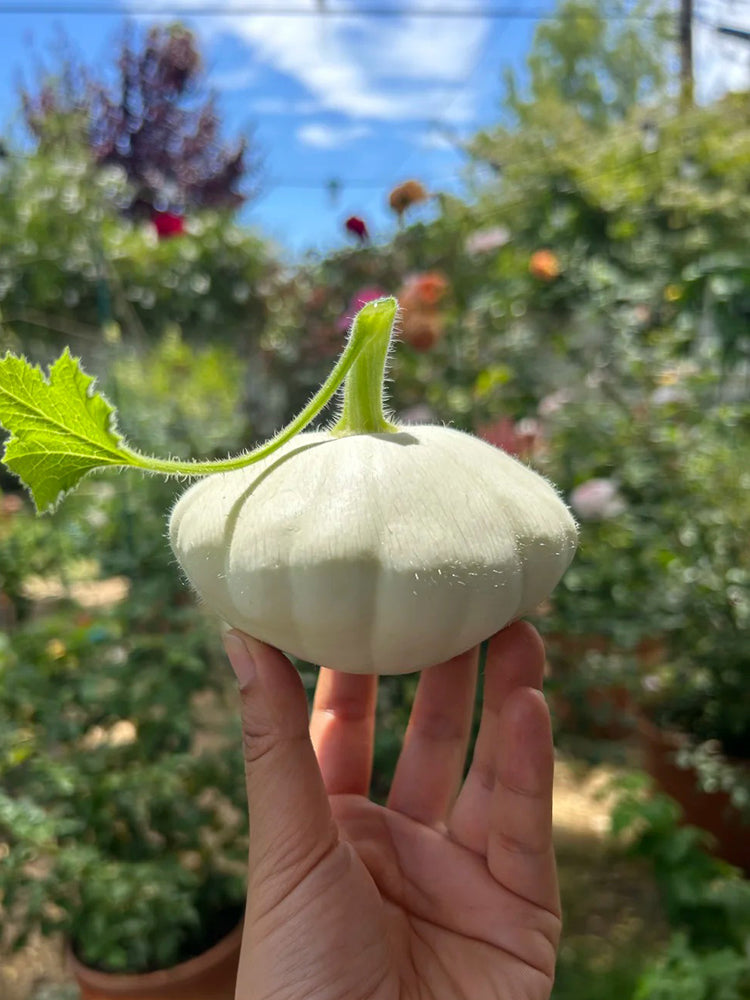 'White Flying Saucer' Gourd