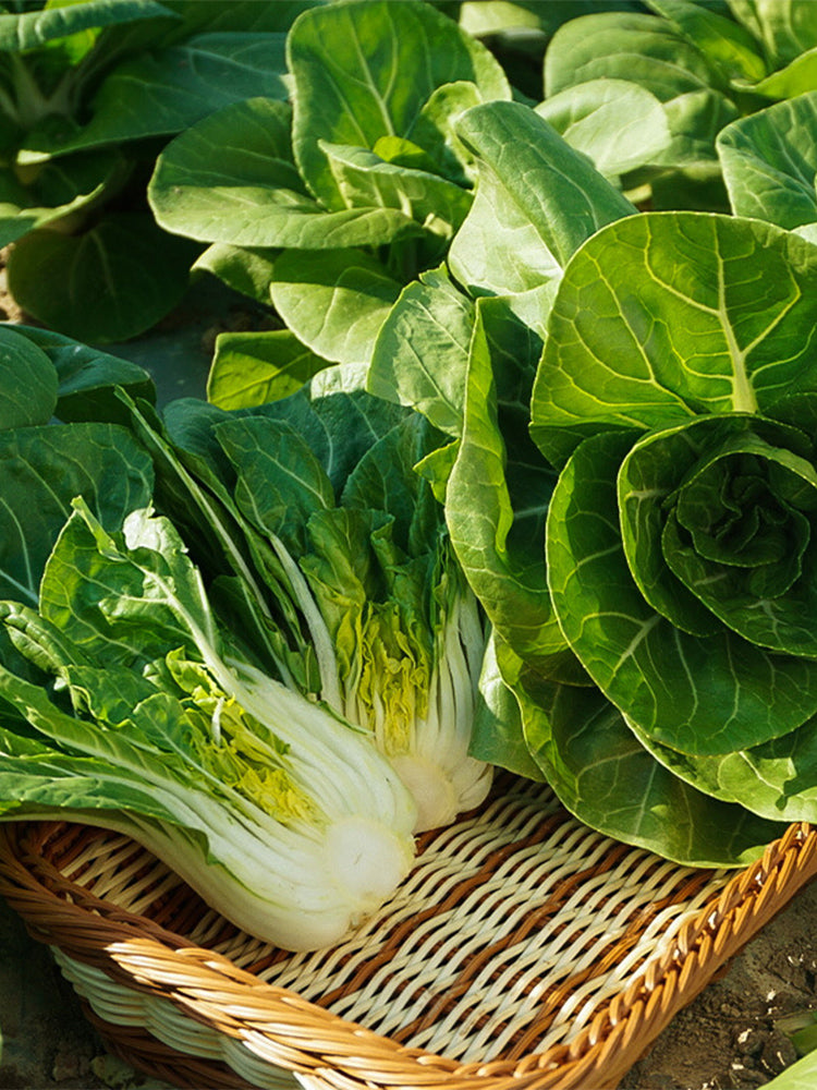 'Hefeng' Dwarf Bok Choy