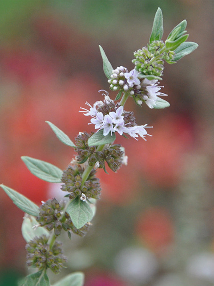Apple Mint
